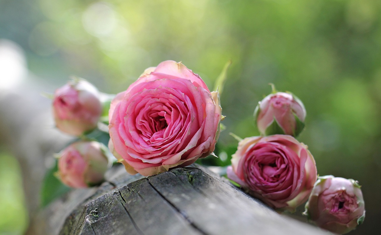 roses-1687884_1280 Présentation de l'offre embellissement de sépultures d'Artois Sépulture Services